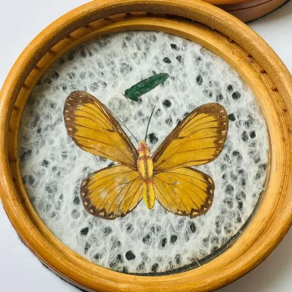 Set 6 Vintage Wood Coasters Pressed Butterflies 1970s Boho Wicker Rattan‎ - Picture 8 of 13